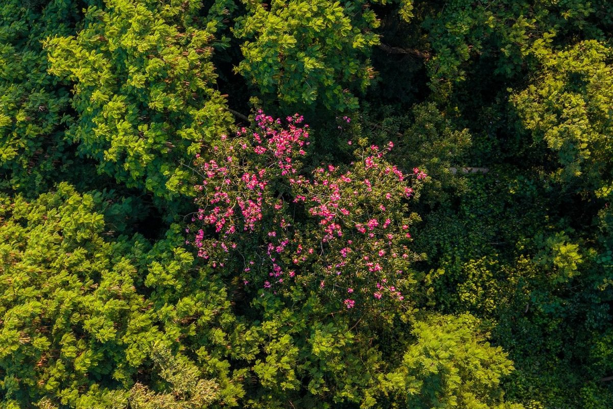 Recuperação natural de florestas ajuda a reduzir presença de árvores invasoras, aponta estudo