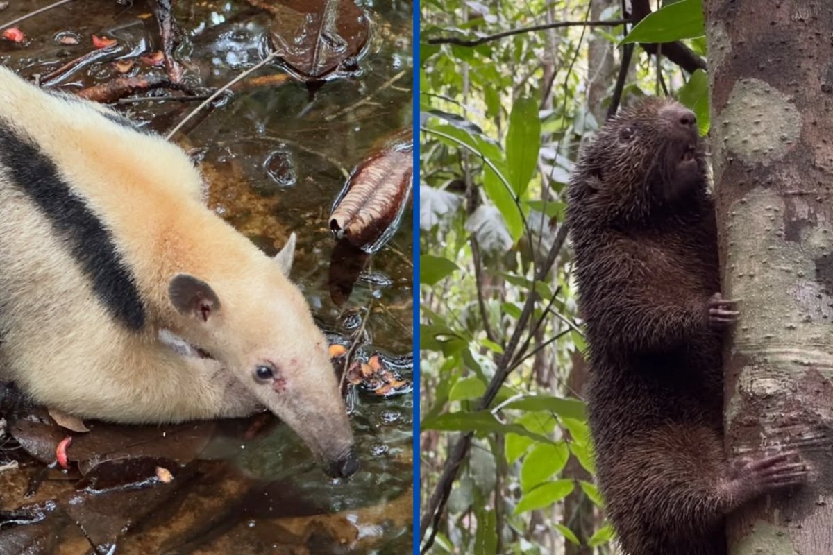 Ouriço-preto ameaçado de extinção e outros 41 animais silvestres são reintegrados à natureza