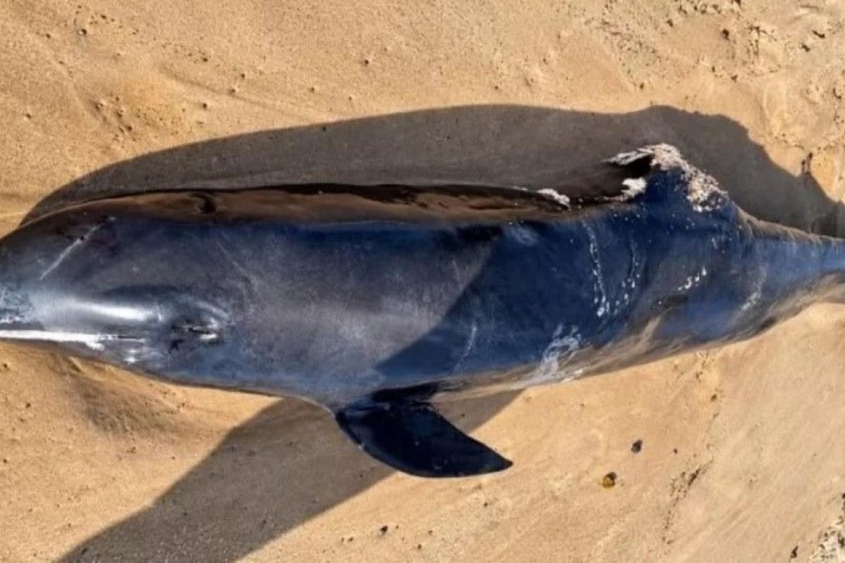 Golfinho é encontrado morto na praia de Stella Maris, em Salvador