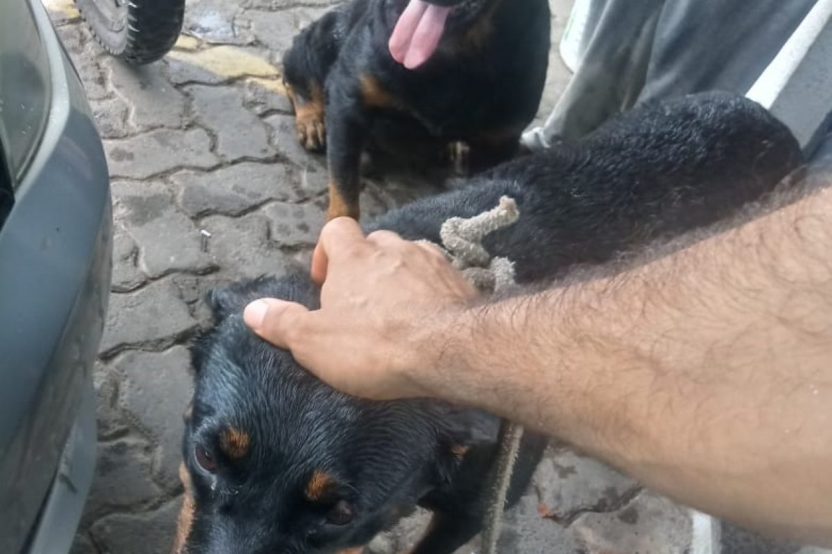 Cachorros são resgatados com sinais de violência em Salvador 