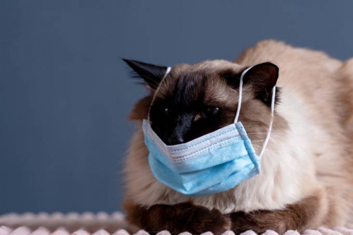 Primeiro caso de gato com coronavírus é detectado na Bélgica