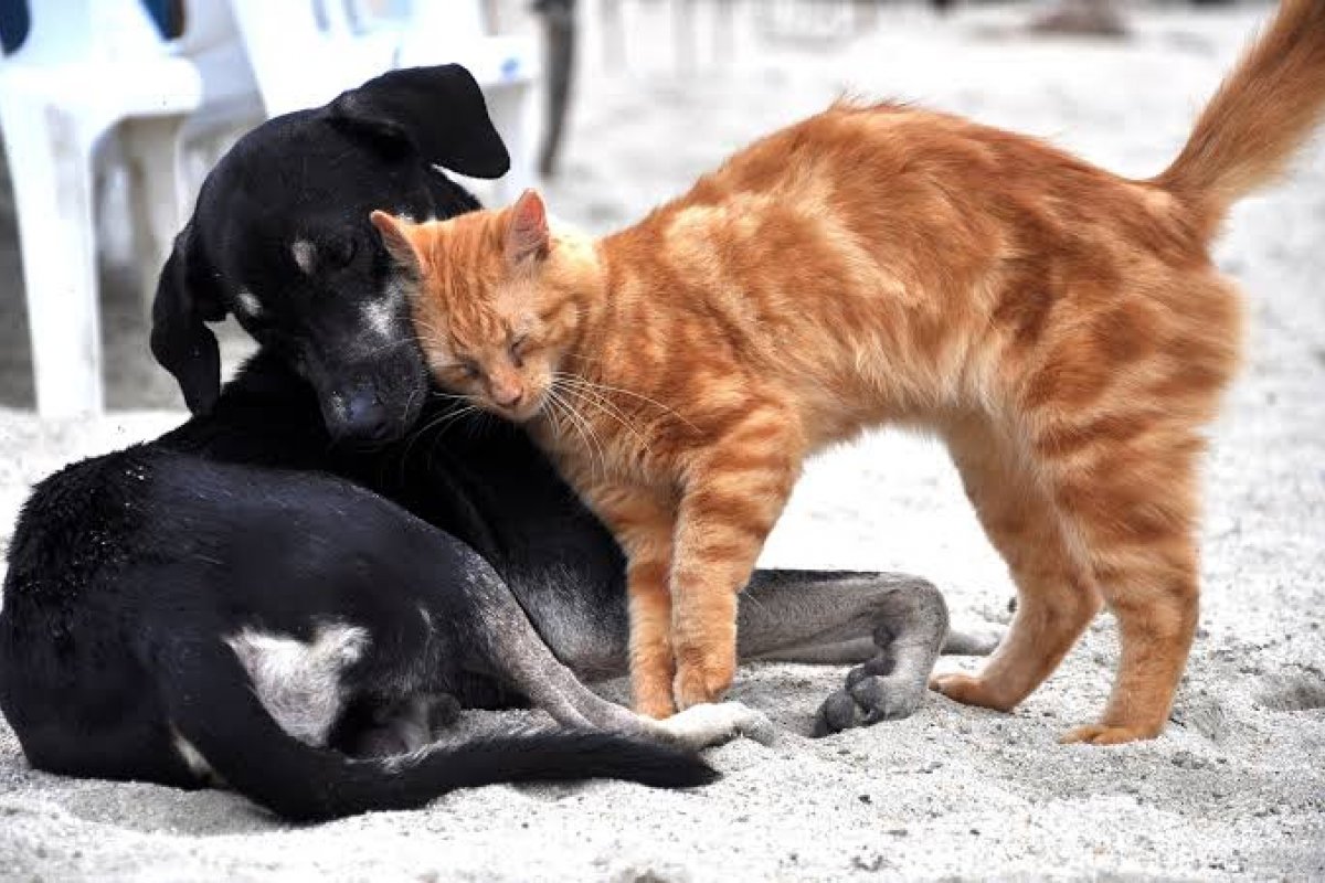 Procura por adoção de cães e gatos cresce na pandemia