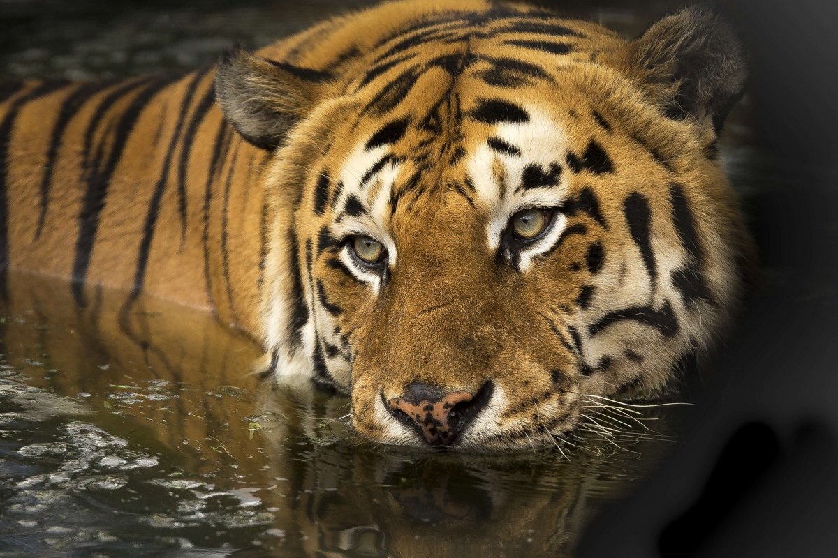 Tigresa morre de Covid-19 em zoológico 