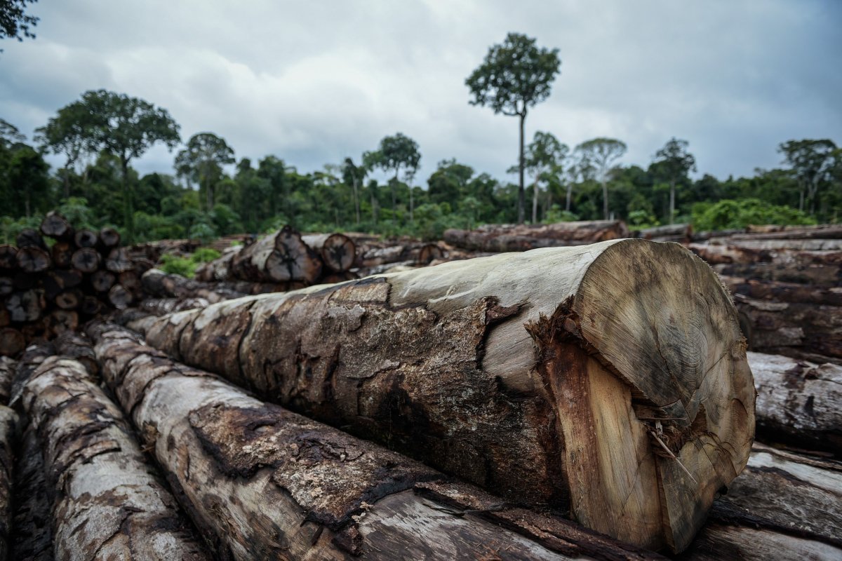 Segundo pesquisa, desmatamento na Amazônia cresceu 279% em março deste ano