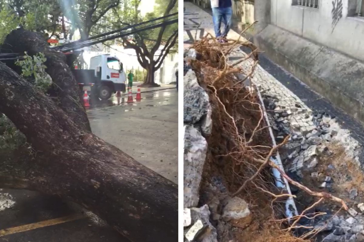 Árvore cai e bloqueia via no corredor da Vitória