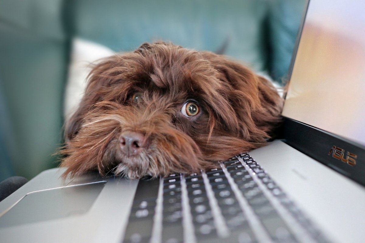 Pets e o confinamento