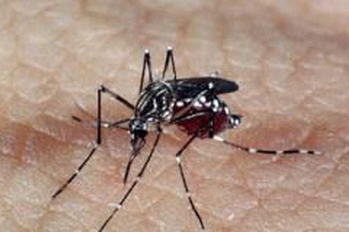 Número de casos de chikungunya em Salvador cresce 740% nos primeiros três meses deste ano