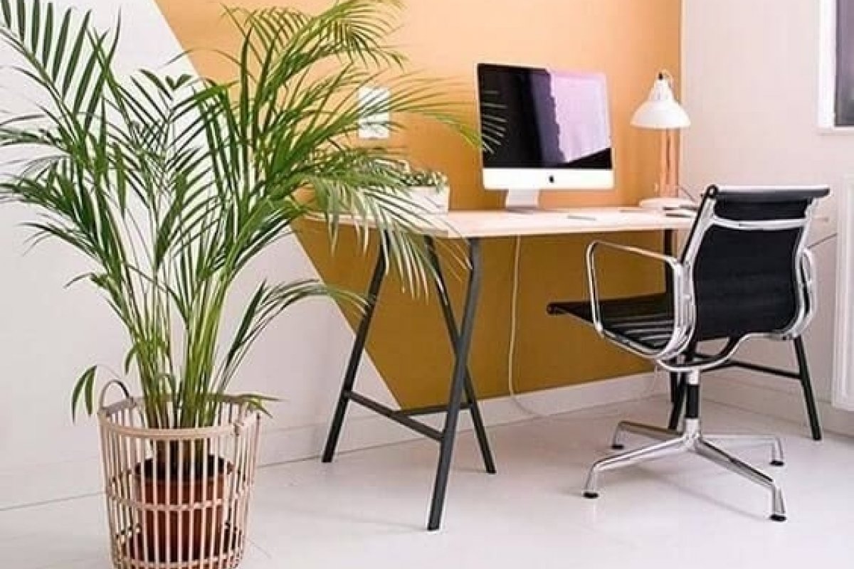 Saiba quais são as melhores plantas para cultivar dentro de casa 