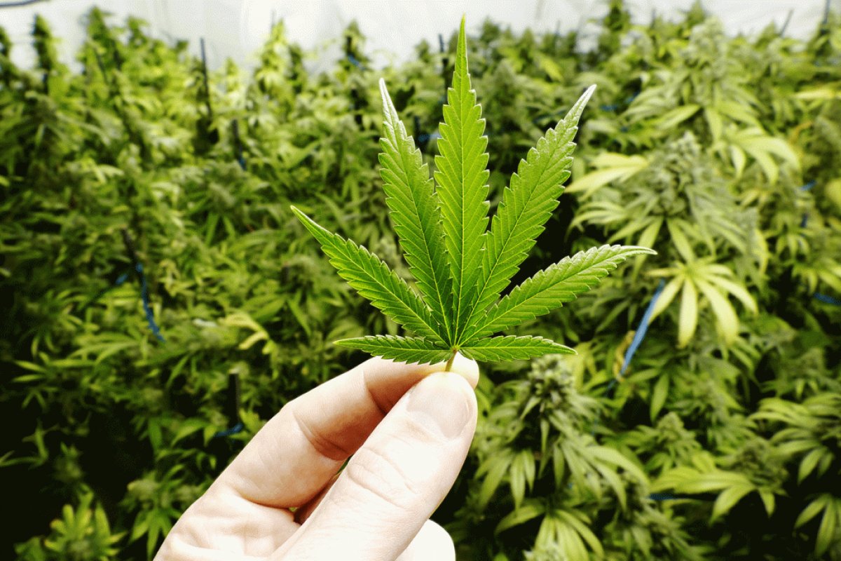 Pesquisadores investigam se o uso da maconha pode proteger contra o novo coronavírus