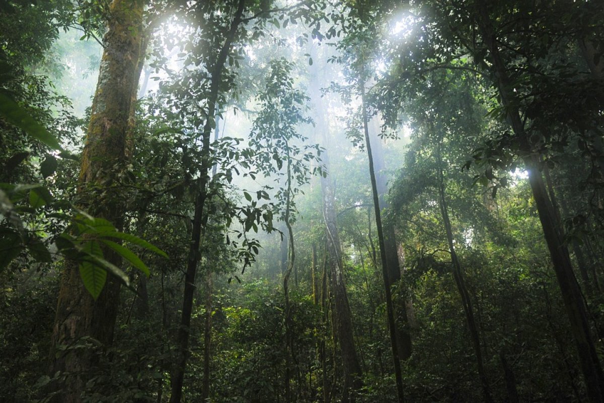 Comissão do Meio Ambiente discute ações do governo para evitar queimadas