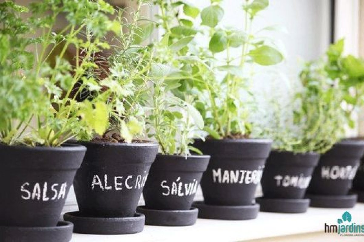 Temperos em casa: Conheça as ervas mais fáceis de cultivar 