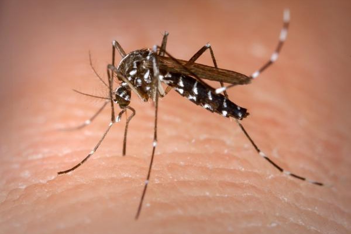 Nova técnica contra muriçocas e mosquitos se inicia em Salvador
