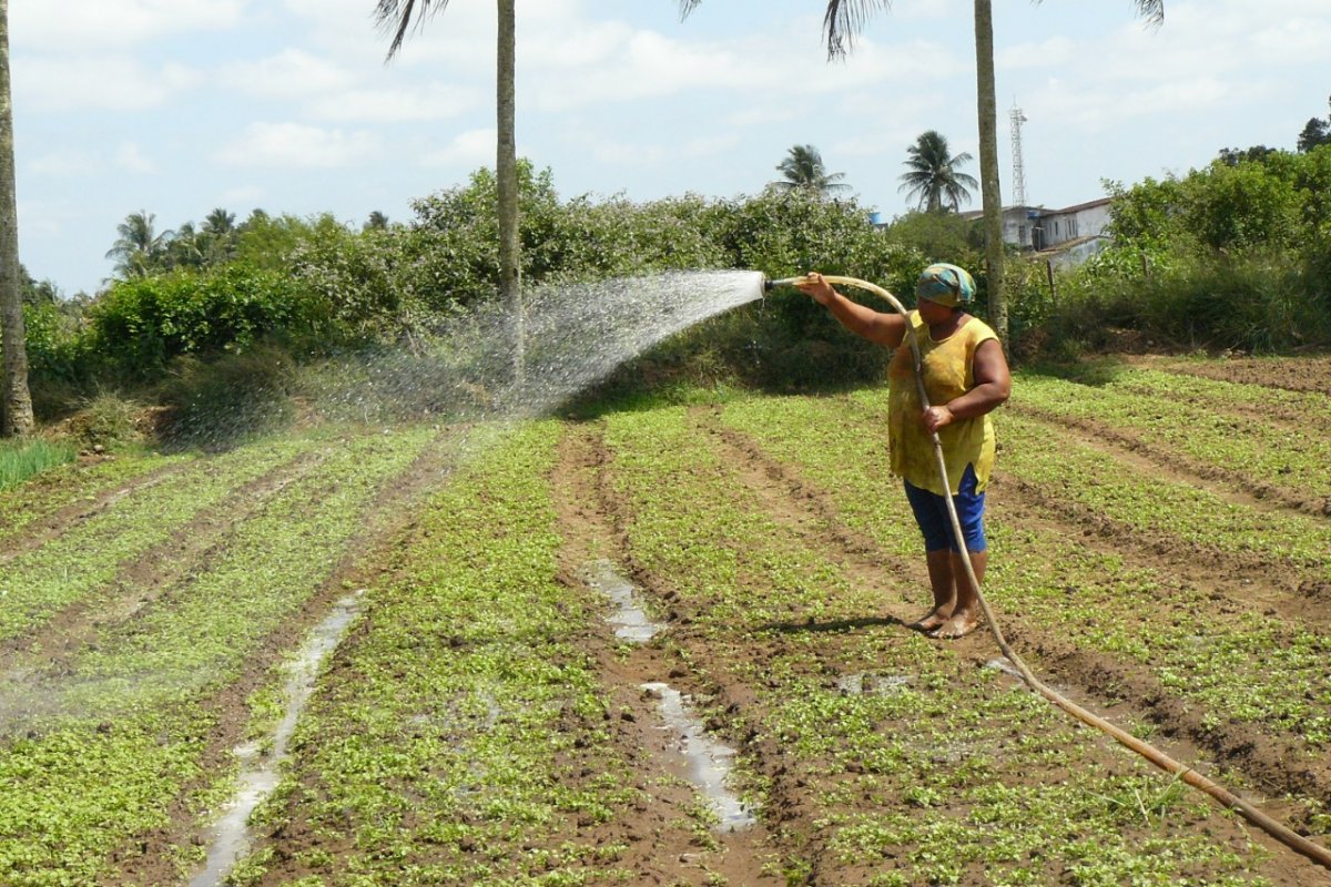 Governo disponibiliza R$ 33,3 milhões a agricultores familiares da Bahia em meio à crise do novo coronavírus 
