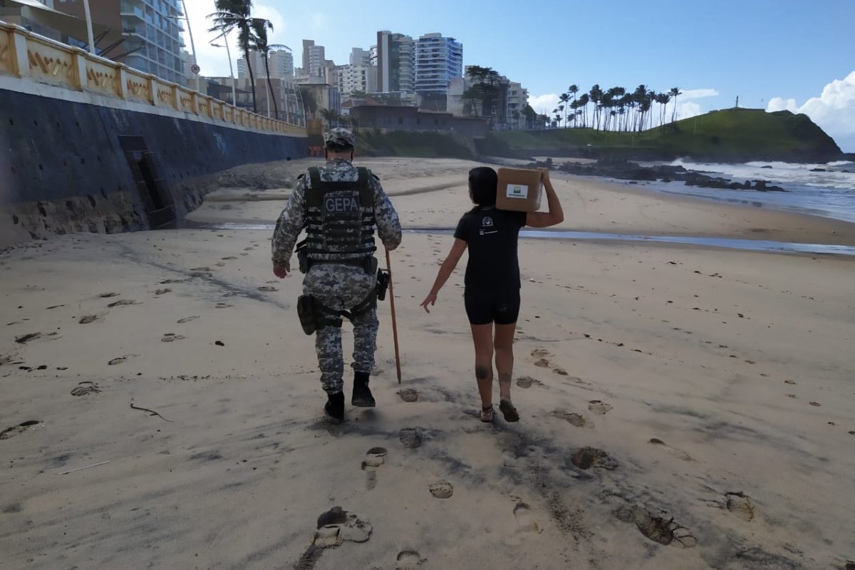Projeto Tamar recebe ovos de tartaruga retirados da Barra