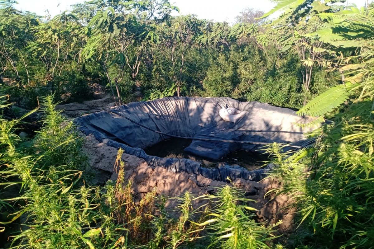  Duas toneladas de maconha avaliadas em R$ 1 milhão são encontradas pela polícia 