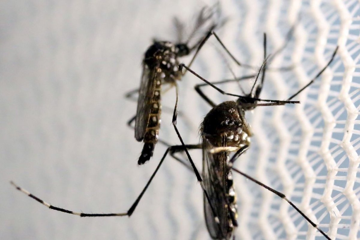 Fiocruz retoma projeto com mosquitos que combatem a dengue