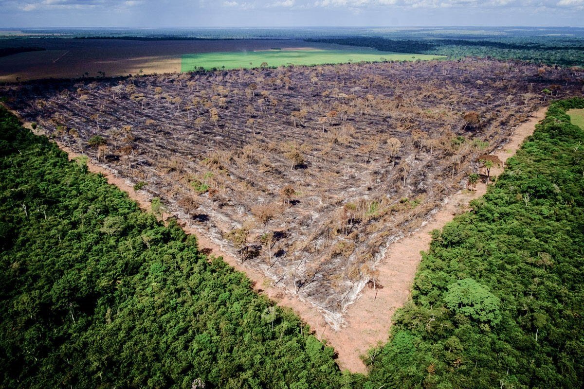 Investidores globais pressionam por redução de desmatamento na Amazônia