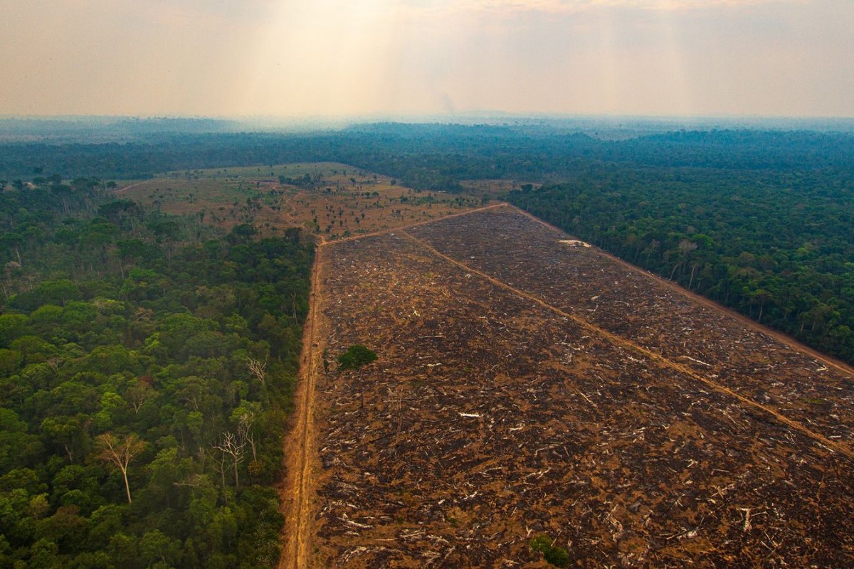 Amazônia tem 11,6 milhões de hectares de floresta em terras públicas não destinadas registradas ilegalmente