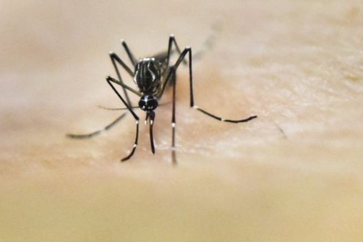 Salvador tem aumento de 277% nos casos de zika vírus