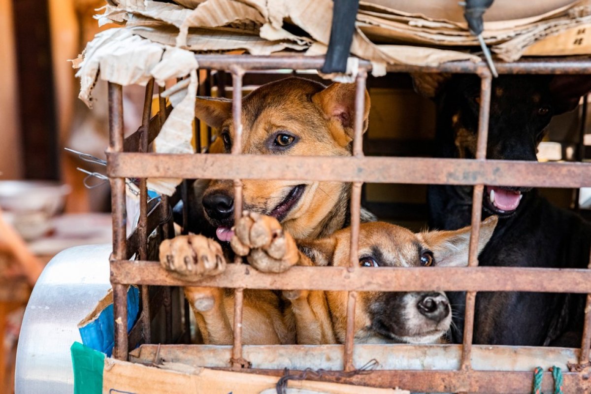 Crise provocada pela pandemia gera aumento na venda de carne de cachorro na Indonésia