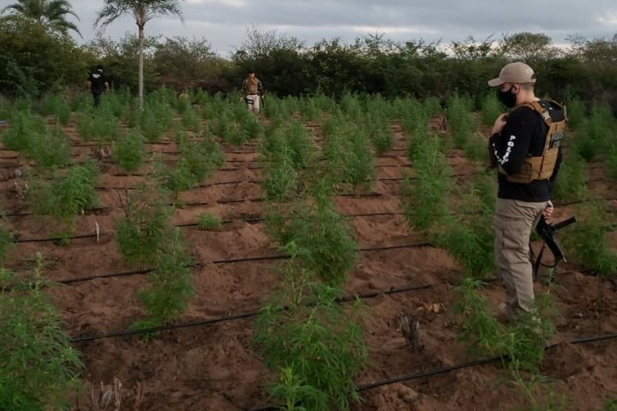 Dois mil pés de maconha são localizados no norte da Bahia