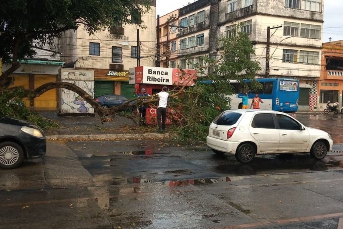 Parte de uma árvore cai em rua no bairro da Ribeira