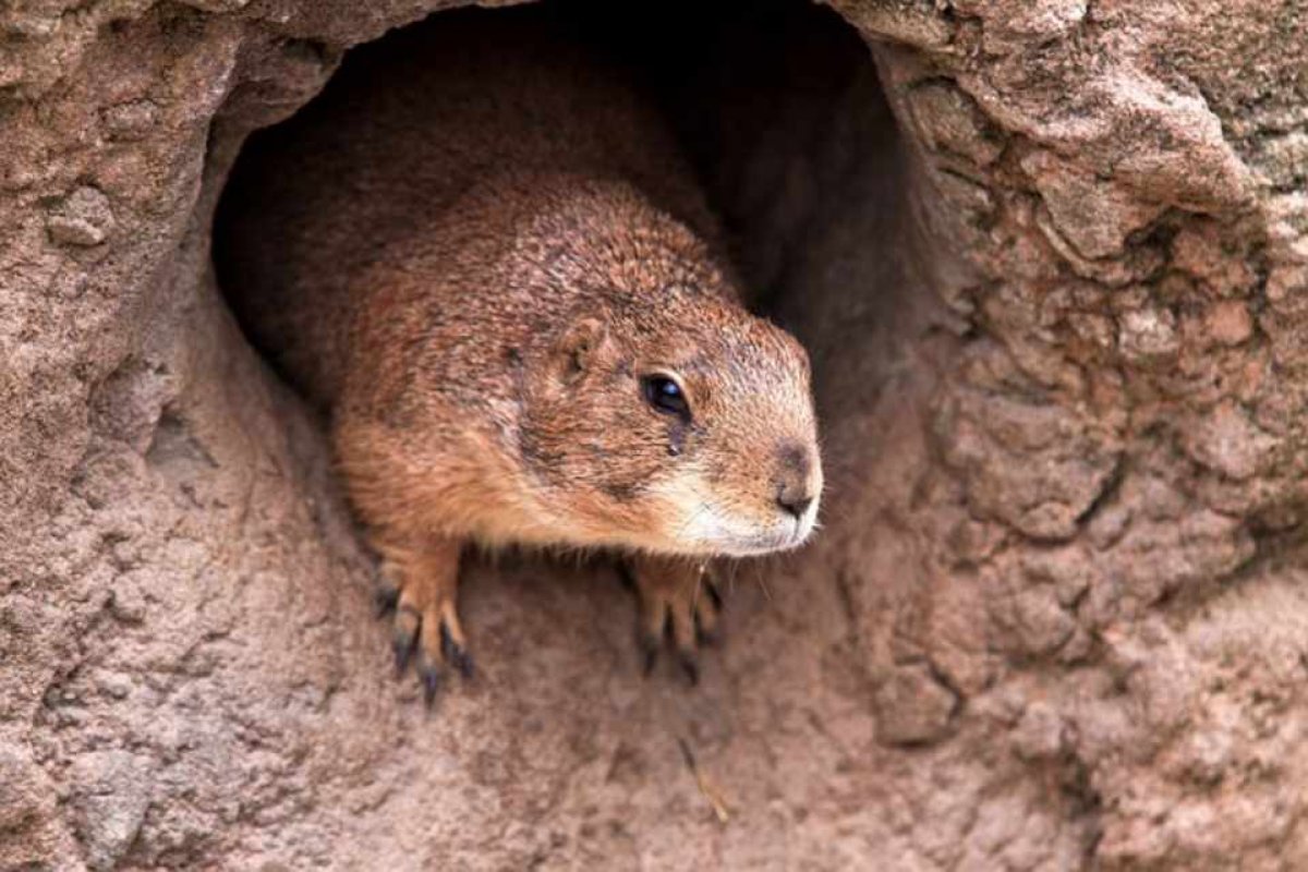 Adolescente morre de peste bubônica após comer carne de marmota