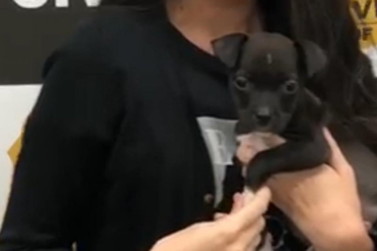 Jovem é preso após colocar cão que adotou para cheirar lança-perfume