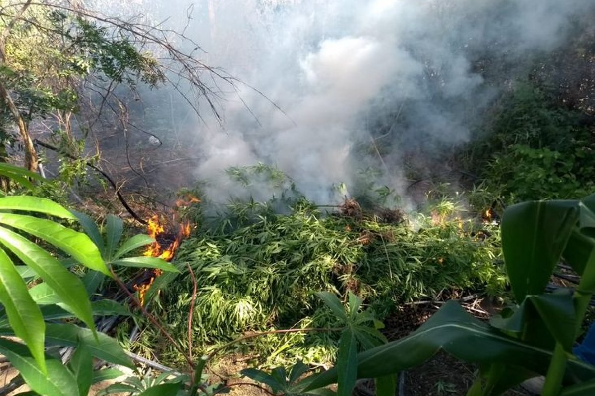 Polícia localiza mais de 500m² de plantação de maconha em povoado do município de Sobradinho
