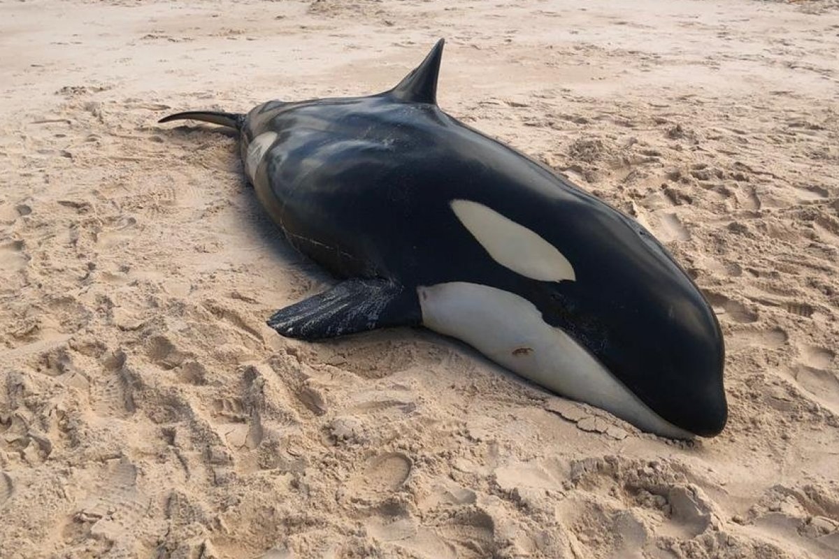 Baleia orca que encalhou em praia do litoral norte é sacrificada