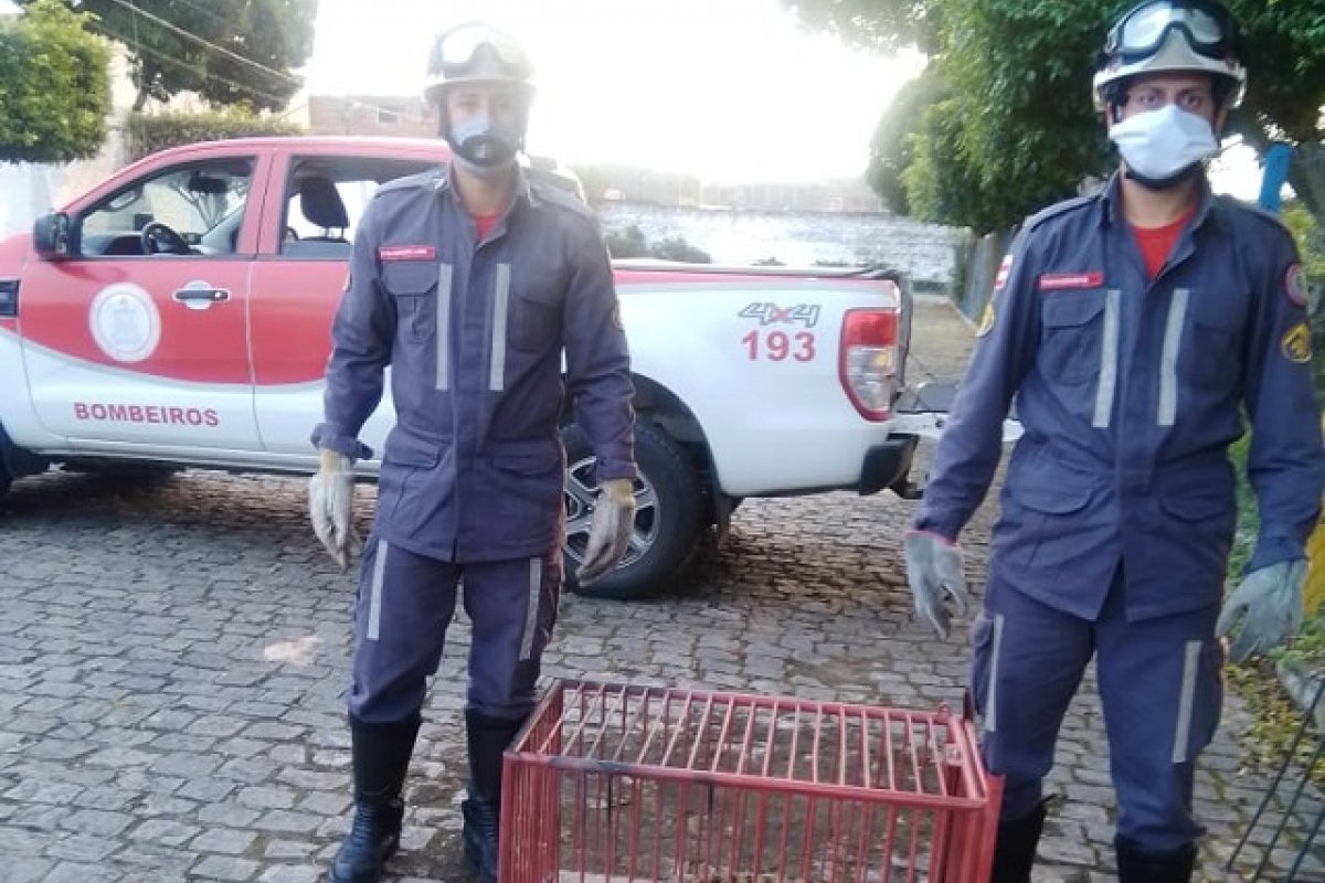 Jacaré é resgatado por Bombeiros dentro de associação em Ipiaú