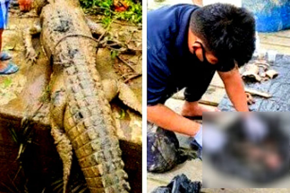 Restos mortais de adolescente são achados dentro de crocodilo na Malásia 