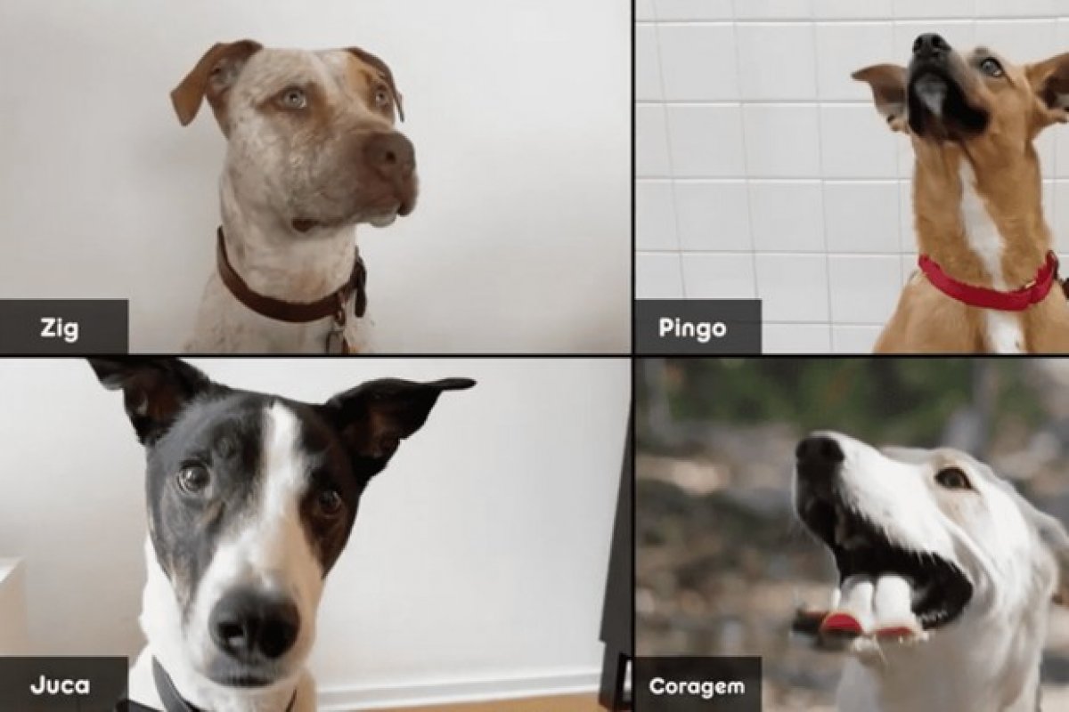 Campanha promove adoção de animais por videoconferência