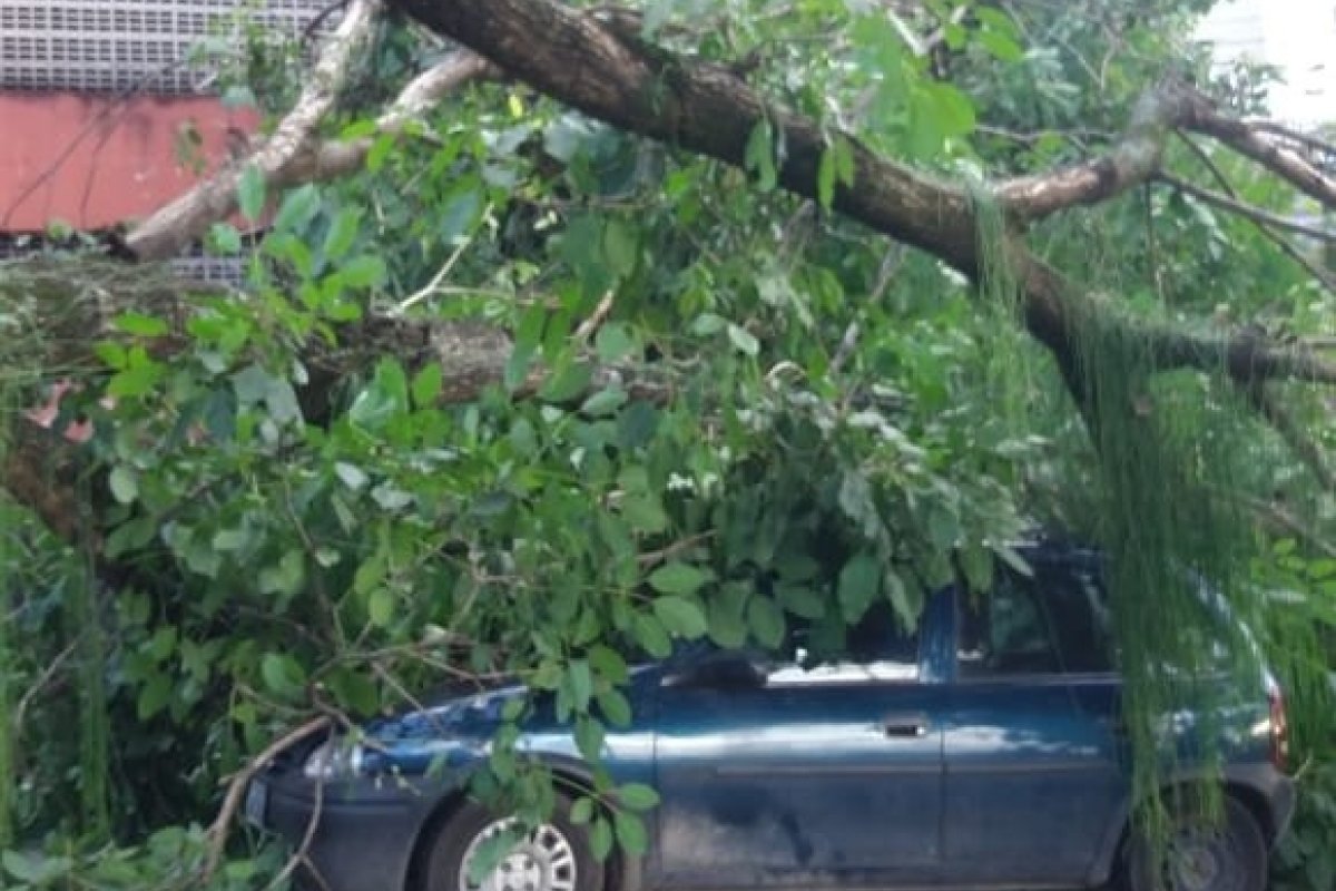 Árvore cai e atinge veículos na Avenida Contorno, em Salvador