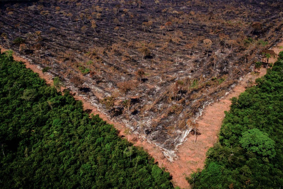 Alertas de desmatamento na Amazônia sobem 34,5% no período de um ano, diz Inpe