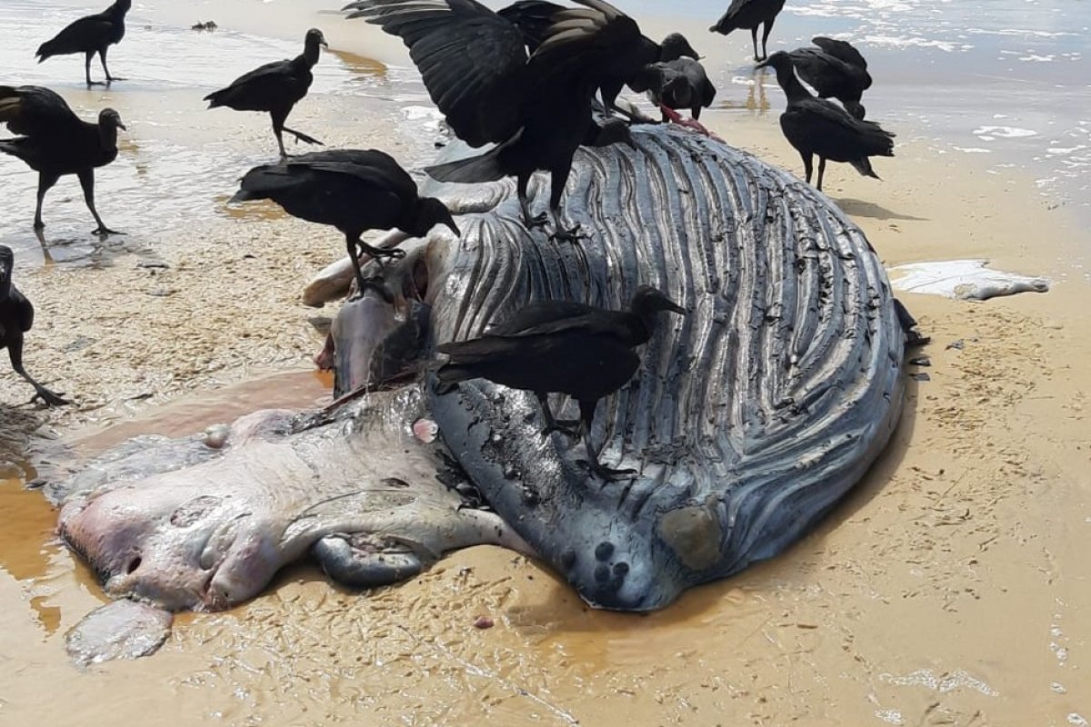 Filhote de baleia jubarte é encontrado morto em Porto Seguro
