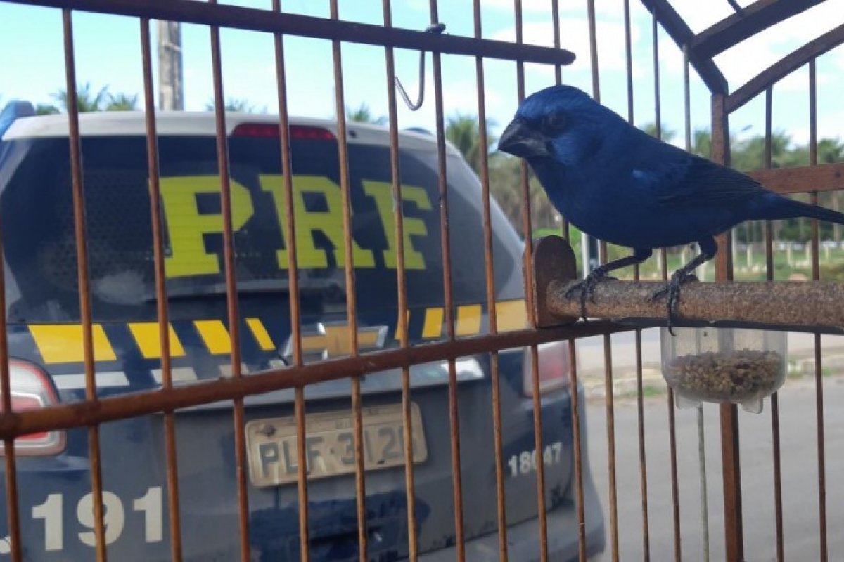 216 animais aprisionados são resgatados pelos policiais 