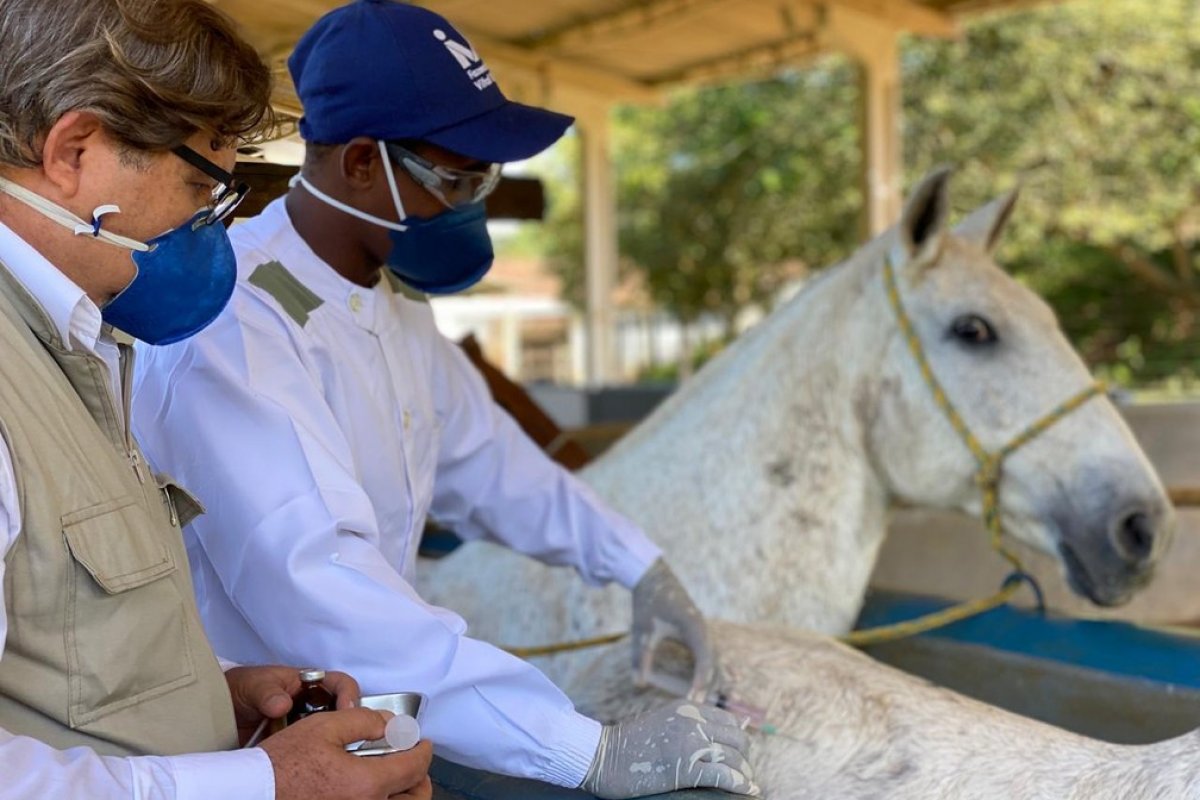 Anticorpo de cavalos contra a Covid-19 é até 50 vezes mais potente, descobrem cientistas 