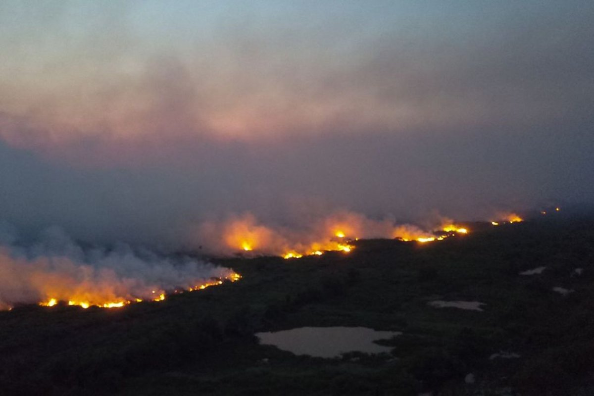 Pantanal perde mais de 10% da vegetação devido às queimadas em 2020