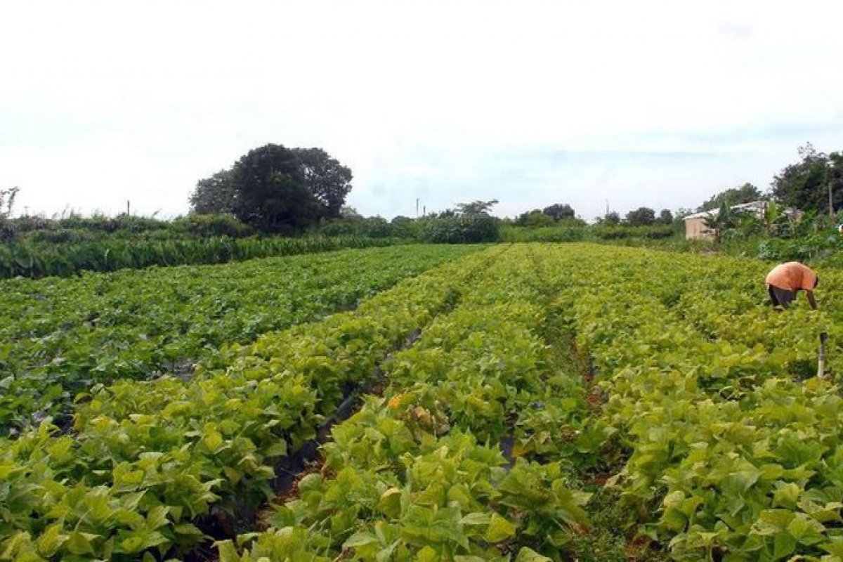 Governo Federal oferecerá consultoria agrícola digital a produtores familiares do Nordeste