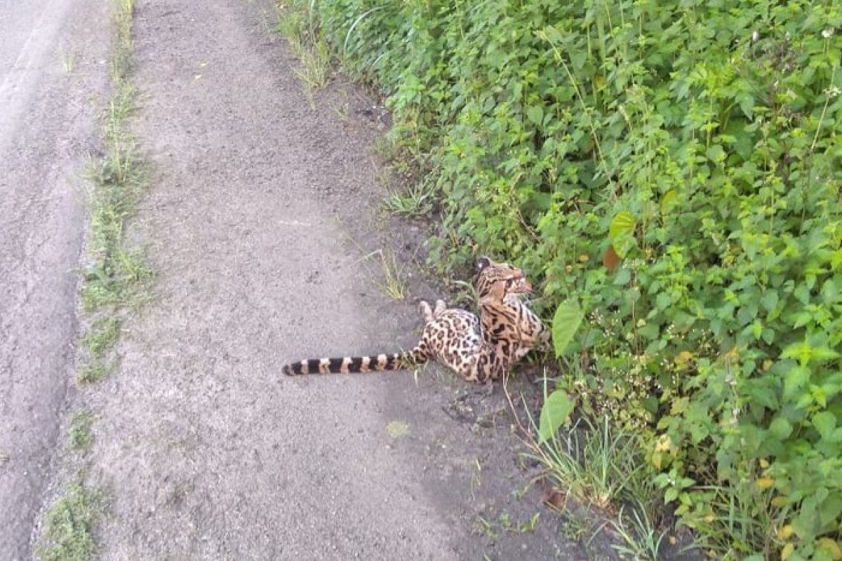 Jaguatirica é encontrada ferida em rodovia na Bahia