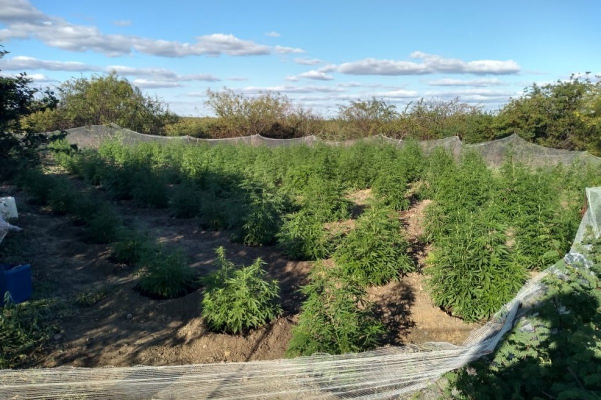 PM destrói 1.800 pés de maconha em povoado ribeirinho do norte da Bahia