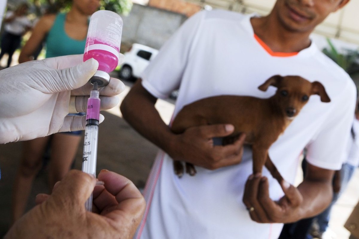 Drive-thru para vacinação de animais em Salvador fica disponível a partir desta sexta (28)