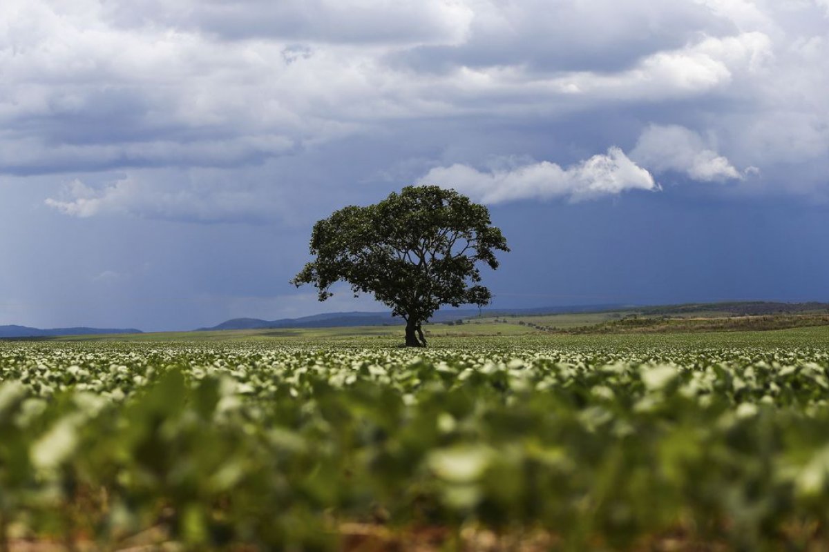 Levantamento aponta que agropecuária causou perda de 90% da vegetação do território do Brasil