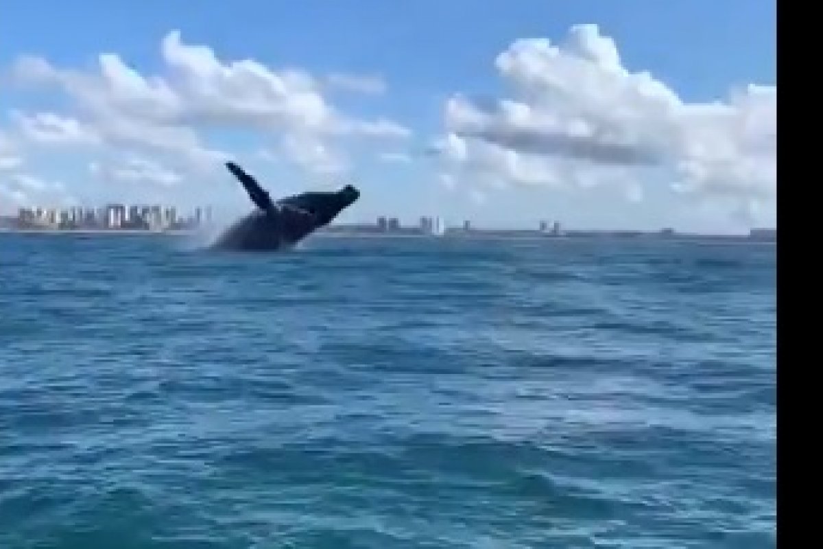 Vídeo: Baleia jubarte é avistada na praia de Patamares, em Salvador