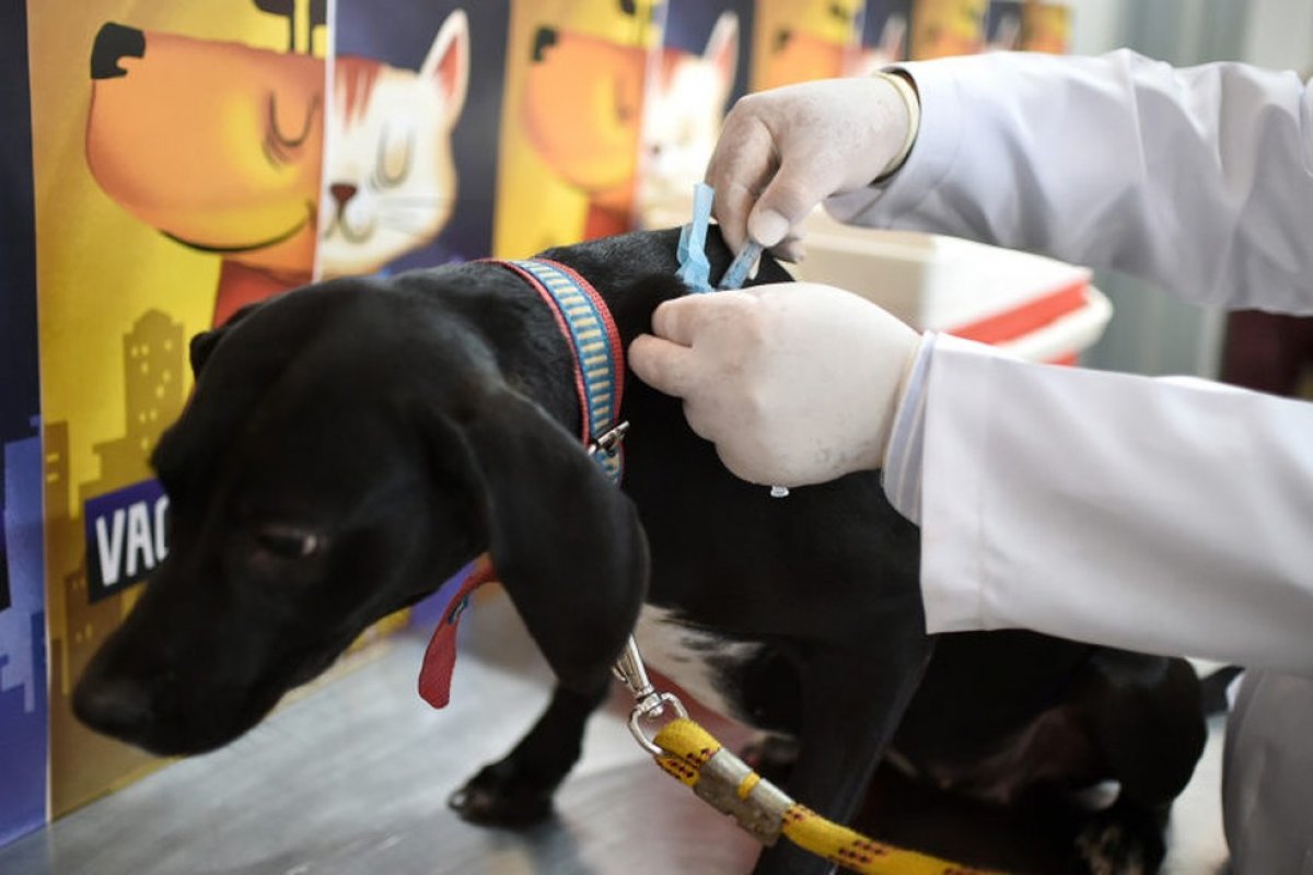 Drive-thru para vacinação de animais em Salvador é retomado nesta sexta (4)