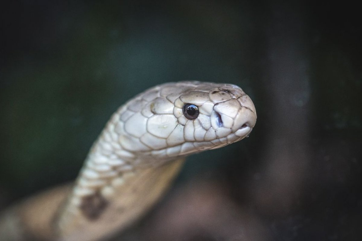Ministério Público denuncia quatro pessoas no caso da cobra naja