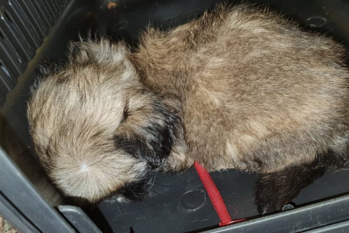 PRF encontra outros 4 filhotes de shiz tzu  em situação de maus-tratos