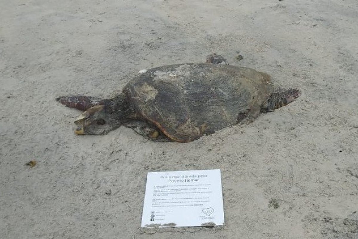 Mais uma tartaruga é encontrada morta em praia de Ilhéus, na Bahia