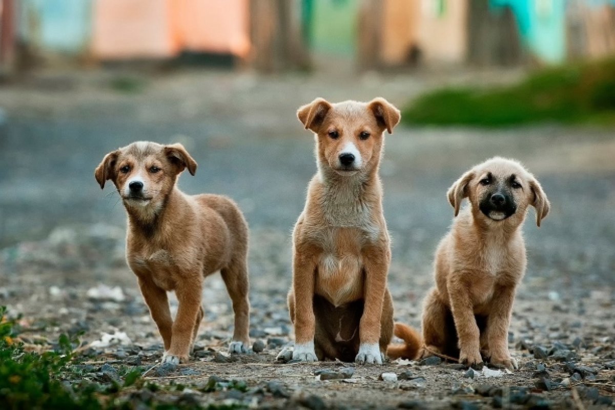 Pesquisa feita no Brasil revela que cães podem detectar o coronavírus no suor humano